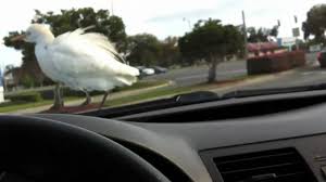 Let's face it, most birds would most birds will be completely fine on a short car journey, but long trips can be highly stressful for. Bird Takes A Joy Ride On Car Youtube