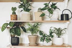 Floating shelves, installed with concealed brackets, supply streamlined storage and display surfaces that update underused walls. Stylish Green Plants And Black Watering Can On Wooden Shelves Stock Photo Picture And Royalty Free Image Image 119619428