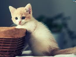 A cat that lives outdoors will generally have a shorter life than an indoor cat. How To Calculate Your Cat S Age I Can Has Cheezburger