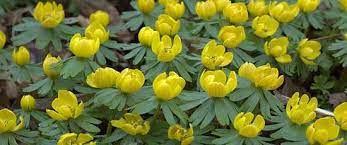Winter Aconite Early Spring Flowers Spring Perennials Bulb Flowers