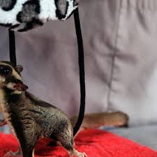 How Much Attention Do Sugar Gliders Need Howcast