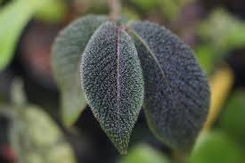 Image result for Solanum sp. A