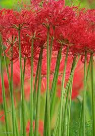 We did not find results for: Red Spider Lilies Flowers Beautiful Flowers Tall Flowers