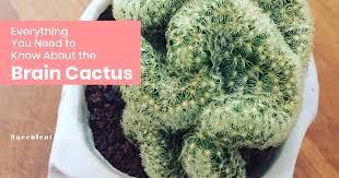 How does a cactus live without water? Everything You Need To Know About The Brain Cactus Succulent City
