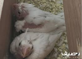 زوج كروان هولندي مميز تحته فرخين البينو Animals Hamster