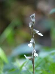 Image result for Zeuxine