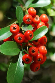 Image result for Pyracantha