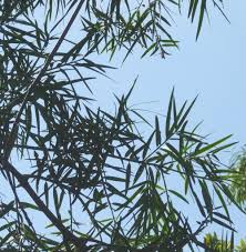 Image result for Adenocarpus mannii