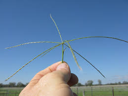 Image result for Enteropogon monostachyos