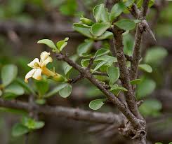 Image result for Catunaregam