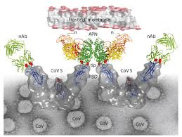 Modern advanced high performance renderer for 3ds max, cinema 4d, and other platforms. Structural View Of Coronavirus Cell Entry And Neutralisation