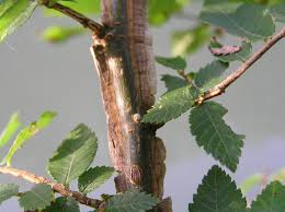 Image result for Ulmaceae