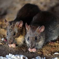Australia mice plague sees rodents biting people's feet and crawling over their faces. Sydney Braces For Rat Plague After Covid 19 Forces Hungry Rodents To Turn To Cannibalism Sydney The Guardian