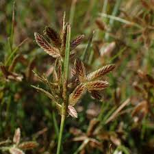 Image result for Cyperaceae