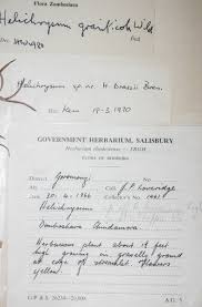 Image result for Helichrysum graniticola