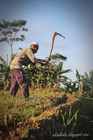 Cangkul atau pacul adalah satu jenis alat pertanian tradisional yang digunakan dalam proses pengolahan tanah pada lahan pertanian. 99 Gambar Kartun Petani Bawa Cangkul Pilihan Cikimm Com