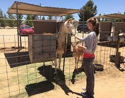 Pin By Stephanie Taunton On Stephanie Taunton Hesperia Zoo Hesperia Zoo Animals Taunton