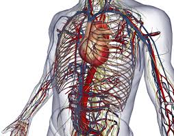 Biodigital 3d Human Visualization Platform For Anatomy And