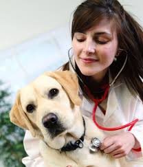 Our affordable pet vaccination clinics offer quality, preventive care to help ensure your pet's health & wellness. Veterinarian Job Listings Dvmoms