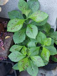 Image result for Euphorbia umbellata