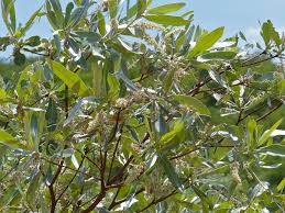 Image result for Terminalia sericea