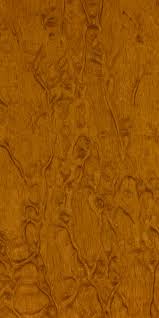 Image result for Xylia africana