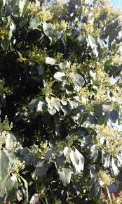 Image result for Nidorella ivifolia