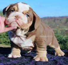 White And Brown English Bulldog Pup Bulldog Puppies English Bulldog French Bulldog Brown