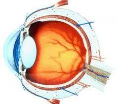 5 Tips For Taking Care Of Your Eyes Eye Care Take Care Of Yourself Eye Health