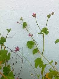 Image result for Pelargonium grossularioides