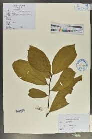 Image result for Embelia schimperi