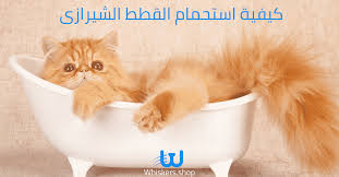 تعلم الآن كيفية استحمام القطط الشيرازى في 4 خطوات فقط whiskers egypt