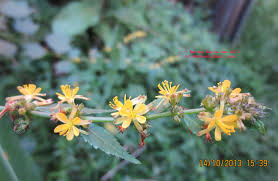 Image result for Triumfetta brachyceras