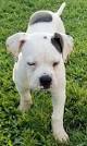 American Bulldog For Sale in Virginia - Hoobly Classifieds