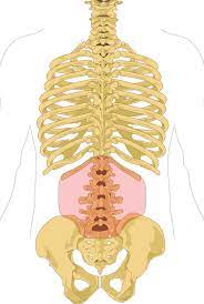 The pain from pancreatitis may start in your upper abdomen and radiate to your lower back. Low Back Pain Wikiwand