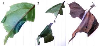 Image result for Rourea thomsonii