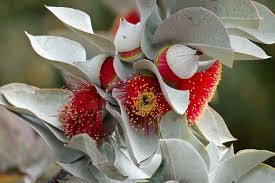 Rose Of The West Australian Native Flowers Australian Flowers Australian Native Plants