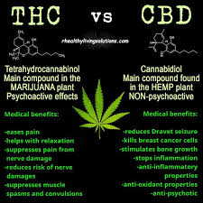 Pin By Jacinda Bourne On Fitness In 2020 Cannabidiol Cancer Cell Sacred Plant
