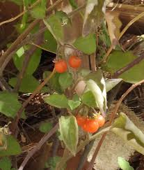 Image result for Solanum villosum