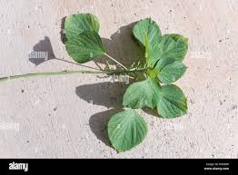 Image result for Acalypha fruticosa