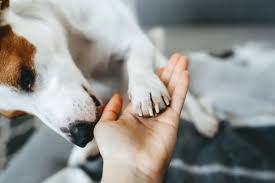 Fear free certification for students. A Gentle Approach To Pet Care Announcing Our Fear Free Certification The Bluffs Pet Clinic The Bluffs Pet Clinic