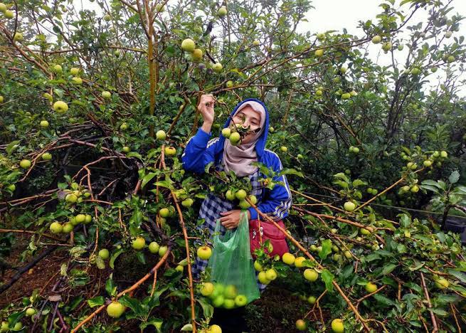 5 Rekomendasi Wisata Petik Apel Malang, Puas Makan Apel
