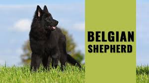 Select an animal type all animal types dogs and puppies cats and kittens small animals horses and farm animals. Belgian Shepherd Must Know Dog Breed Information Training Petmoo