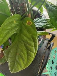 Image result for Bidens pinnatipartita