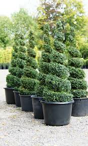 Diy topiary trees were the perfect addition to our front porch because they are versatile for any season. 16 Best Spiral Tree Ideas Spiral Tree Topiary Garden Topiary Trees