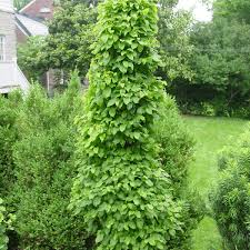 Image result for Streptocarpus hirtinervis