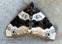 Image result for Cosmorhoe ocellata