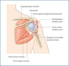 Patients with muscle tenderness are diagnosed with myofascial pain. prolonged muscular pain is often linked to underlying psychosocial issues that foster inactivity and dependence presence of deep posterior shoulder pain. 4 Shoulder Posterior Capsule Stretches