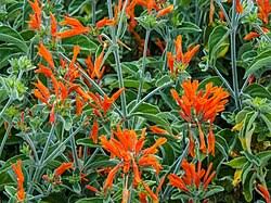 Image result for Dicliptera capitata