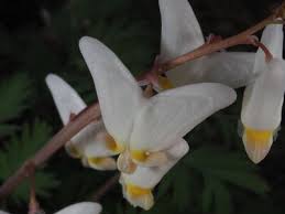 Image result for Maerua becquetii